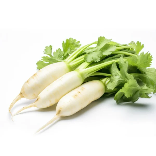 RADDISH WHITE